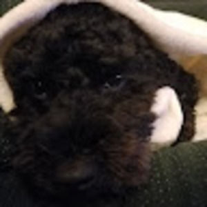 Meet your Posher, Anne